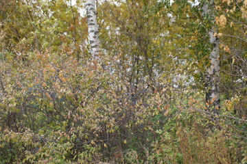 autumn leaves in the forest