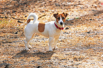 Jack Russell Terrier stands on a forest path against the sun, autumn walk, pet