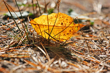 autumn fallen leaf interneur herbalists on the ground, natural background