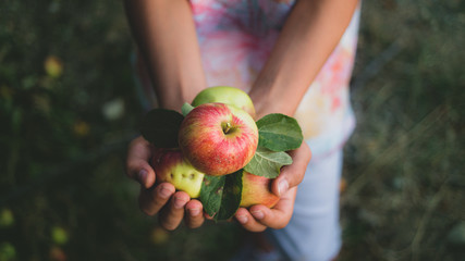 Boy picking apples in apple garden. holding apples in hands