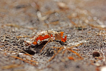 autumn fallen dry leaf with water droplets on the ground, after rain, natural background, blurry