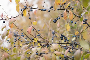  blue berries with autumn leaves