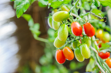 ripe red and green cherry tomatoes on branch in the vegetable garden. Tomato on plant on summer