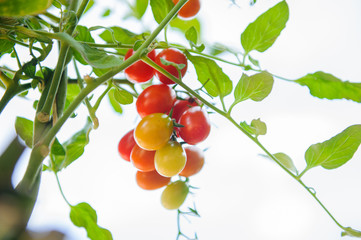 ripe red and green cherry tomatoes on branch in the vegetable garden. Tomato on plant on summer