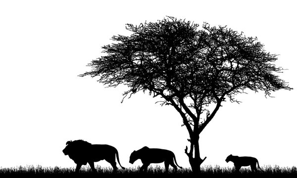 Realistic illustration of African safari landscape with tree, lions family, lioness and lion cub and grass on savanna, vector