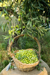 olivenernte im herbst, frisch gepflückt