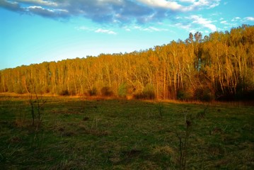 forest in the light of the sunset in spring, Russia.