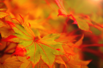 blätter herbststimmung