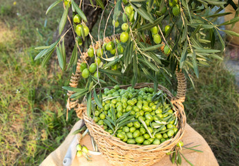 frisch geerntete Oliven, verarbeiten zu olivenöl oder würzig einlegen