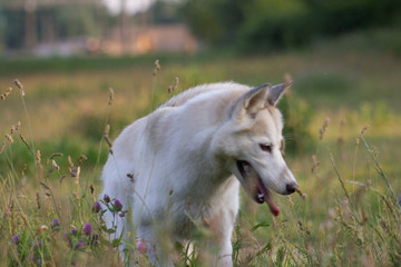 Obraz premium the dog is sad