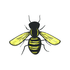 Bee hand drawn colored vector illustration, isolated design element.