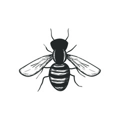 Bee hand drawn vector illustration, isolated design element.