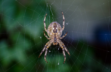 brown spider on the web Araneus diadematus close up