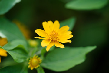 Closeup Little Yellow Star flower (Melampodium divaricatum)