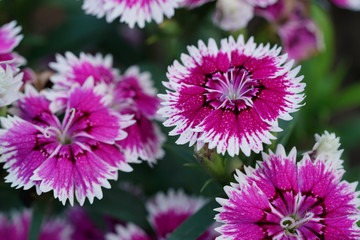 Closeup of red white Dianthus flower (Dianthus chinensis) in garden.