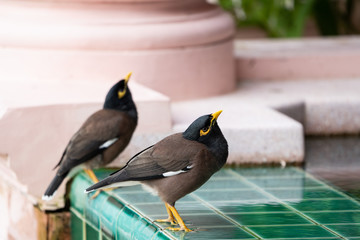 Common Myna Acridothere tristis near the pool.