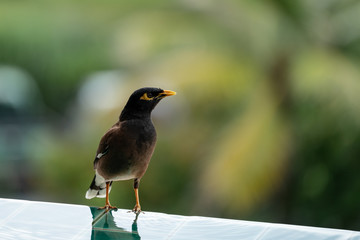 Common Myna Acridothere tristis near the pool.