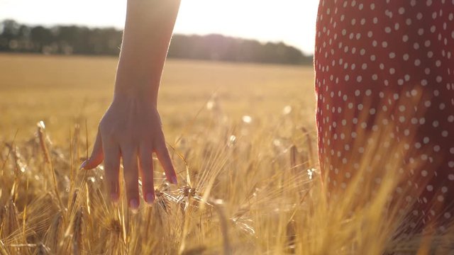 Female hand moving over ripe wheat growing on the meadow with sunlight at background. Young woman walking through the barley field and touching golden ears of crop. Rear view Slow motion