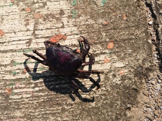 Field crab on the road in Thailand, close-up crab