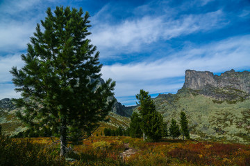 trees in mountains