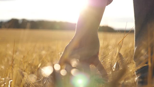 Close up of male hand moving over wheat growing on the plantation. Young man walking through the barley field and gently touching golden ears of crop. Sunlight at background. Rear view Slow motion