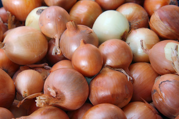 onions in the market.  onion harvest