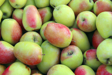 group of fresh ripe apples. autumn harvest