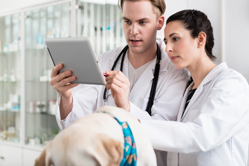 Male and female veterinarian using digital tablet