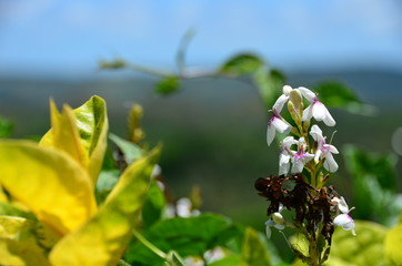 Tropical flowers in Asia