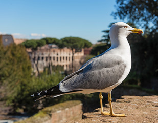 Seagull on the blurred background of colosseum in Rome. Italy
