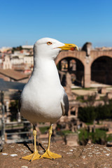Seagull on the blurred background of forum romano in Rome. Italy