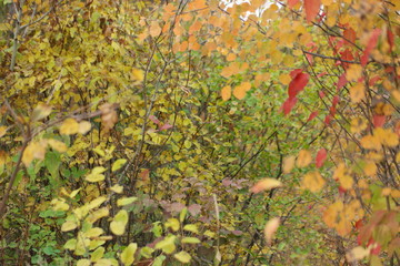 autumn leaves background