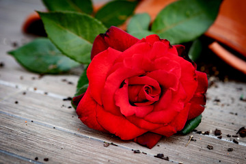 Broken flowerpot with a red rose
