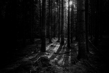 The sun penetrates through a dark dense forest