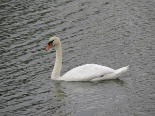 swans swim in the river