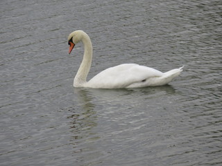 swans swim in the river