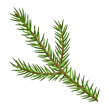 Illustration of fir branch.