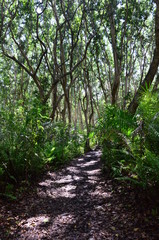 Hidden path in the forest