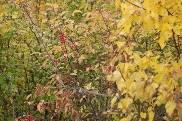 autumn leaves on tree