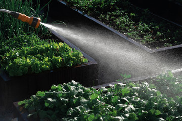 Men's hands water the greenery growing on wooden beds on a sunny evening