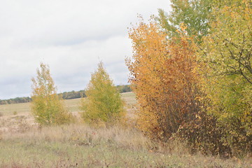 Fototapeta premium trees in autumn