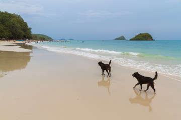 Fototapeta na wymiar Two big black vagrant dogs walk or run on the beach near group of people with fresh blue sea and cloudy sky background. Image for healthy concept with stray animals carrying or contagion rabies virus.