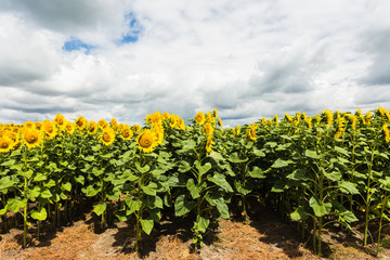Fototapeta na wymiar sunflower field experimental