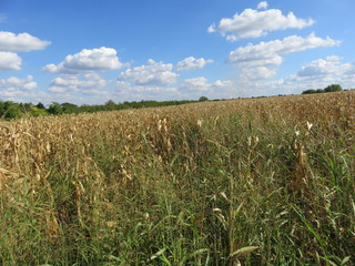 Landscape of the corn field