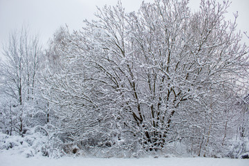  Snow blizzard and snowfall. Beautiful winter snowy landscape in a city park. Winter in the forest. New Year landscape. Fresh snow on the trees.