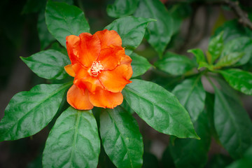 Blooming beautiful orange color flower with green leaf.