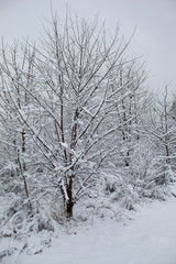  Snow blizzard and snowfall. Beautiful winter snowy landscape in a city park. Winter in the forest. New Year landscape. Fresh snow on the trees.