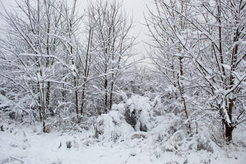  Snow blizzard and snowfall. Beautiful winter snowy landscape in a city park. Winter in the forest. New Year landscape. Fresh snow on the trees.