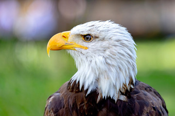 American symbol