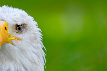 American symbol
